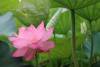 Ueno Lotus